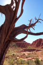 old gnarly tree in palo duro canyon